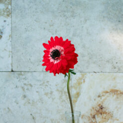 Red Anemones Fullstar