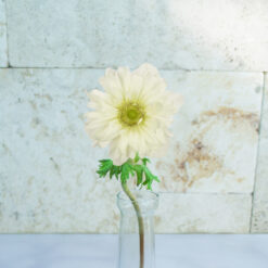 White Anemones Fullstar