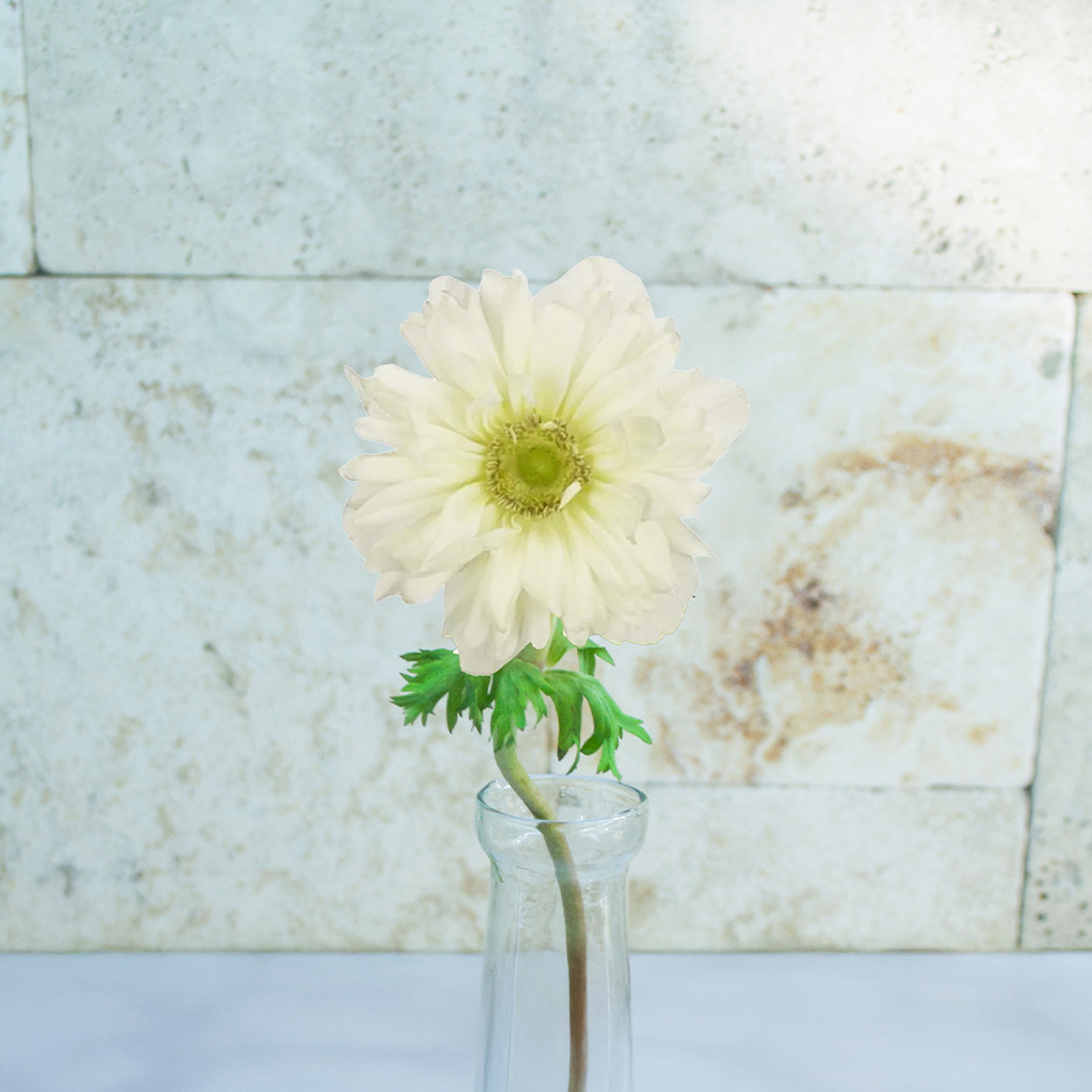 White Anemones Fullstar