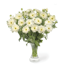 Graces White Ranunculus Butterfly