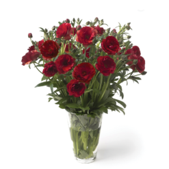 Hades Red Ranunculus Butterfly