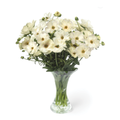 Keramos Cream White Ranunculus Butterfly