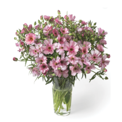 Lycia Pink Ranunculus Butterfly