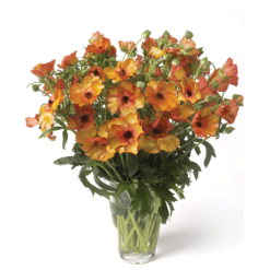 Minoan Orange Ranunculus Butterfly