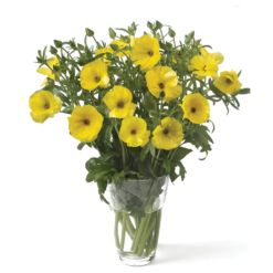 Phytalos Yellow Ranunculus Butterfly