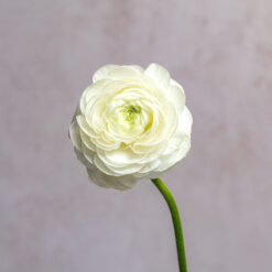 White Ranunculus Amandine