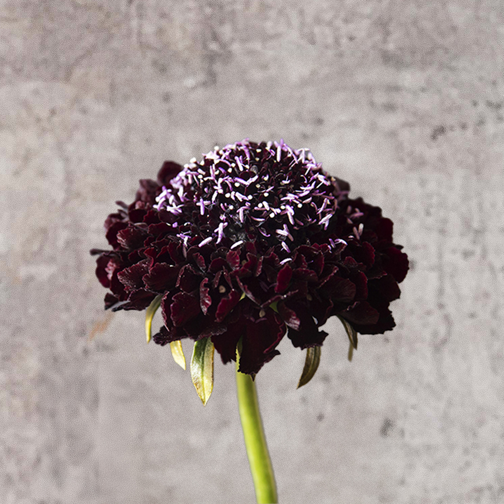 Blackberry Scabiosas