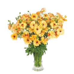 Vestalis Apricot Ranunculus Butterfly