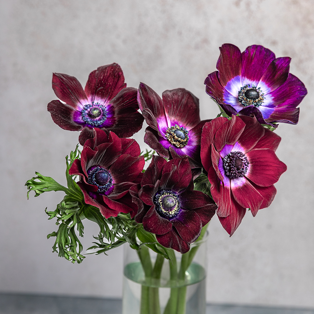 Bordeaux Anemones Mariane