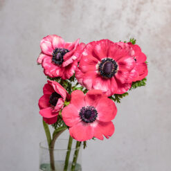 Pink Anemones Mariane