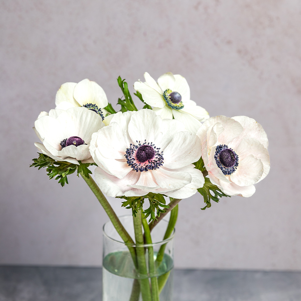 White Anemones Mariane