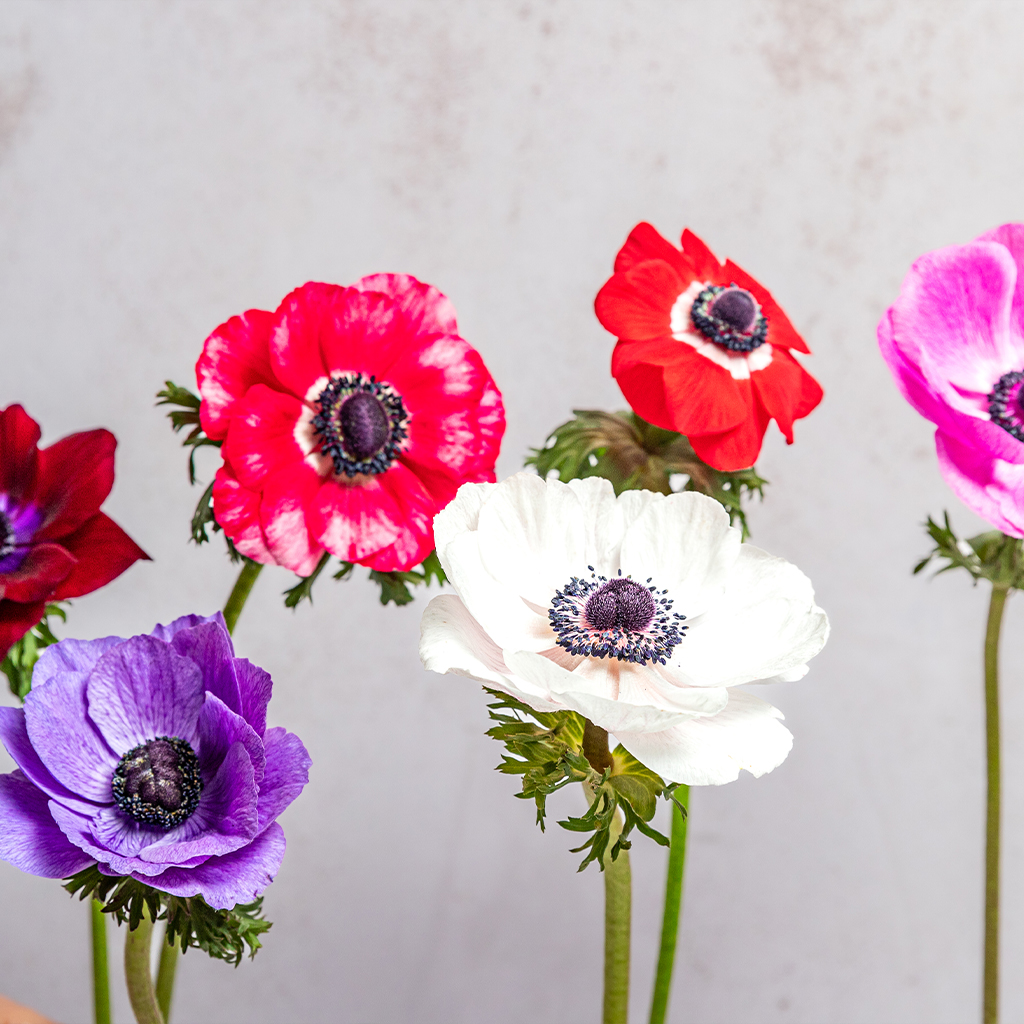 Assorted Anemones Mariane