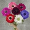 Assorted Anemones Fullstar