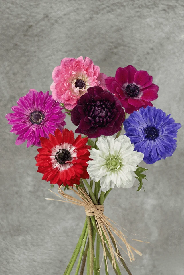 Assorted Anemones Fullstar