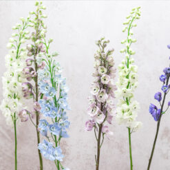 Assorted Delphinium Hybrid