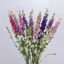 Assorted Larkspur Quis