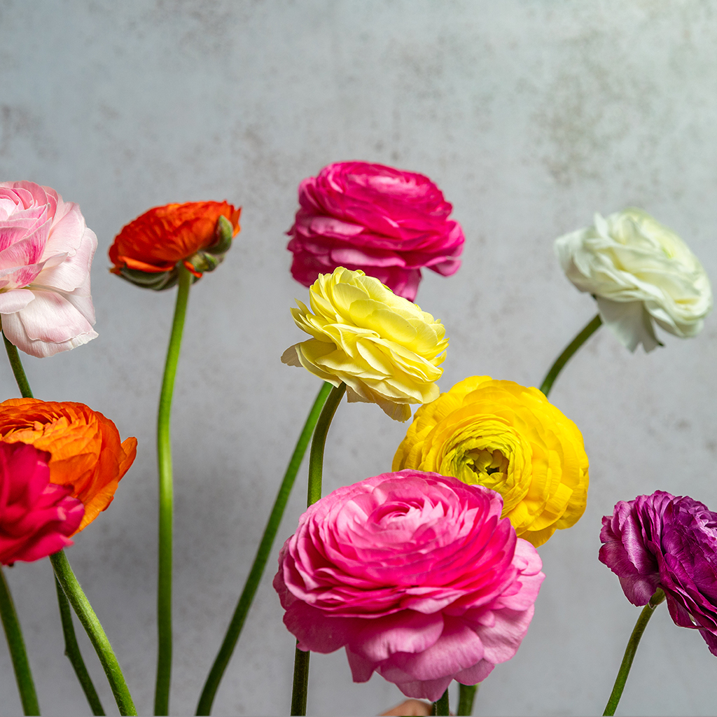 Assorted Ranunculus Amandine