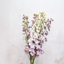 Astolat Delphinium Hybrid
