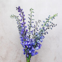 Blue Bird Delphinium Hybrid