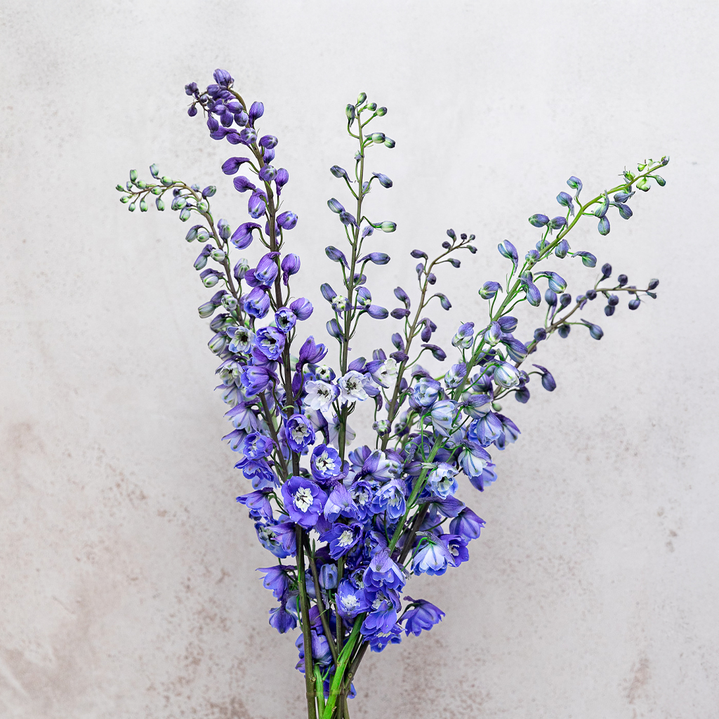 Blue Bird Delphinium Hybrid