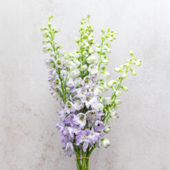 Guinevere Delphinium Hybrid