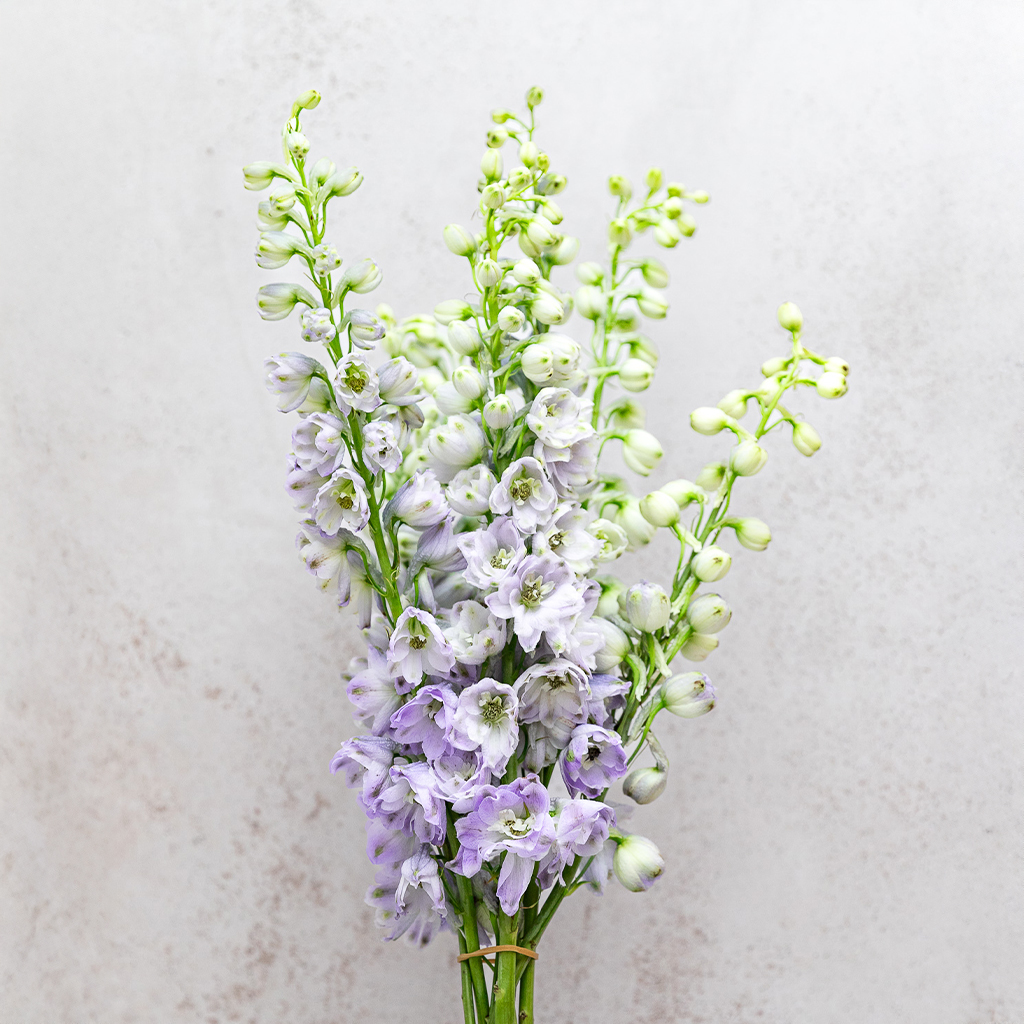 Guinevere Delphinium Hybrid
