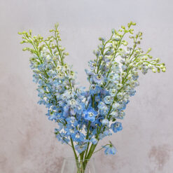 Summer Skies Delphinium Hybrid