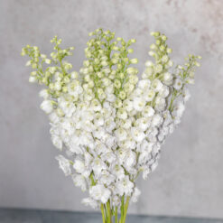 Galahad Delphinium Hybrid