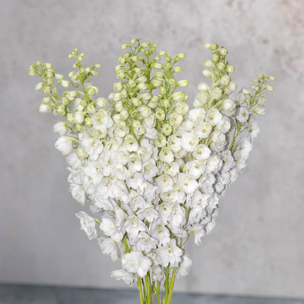 Galahad Delphinium Hybrid