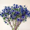 Blue Lagoon Eryngium Magical