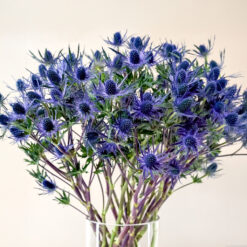 Blue Lagoon Eryngium Magical