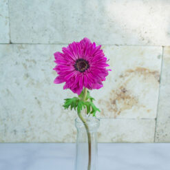 Fucsia Anemones Fullstar