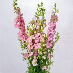 Pink Larkspur Quis