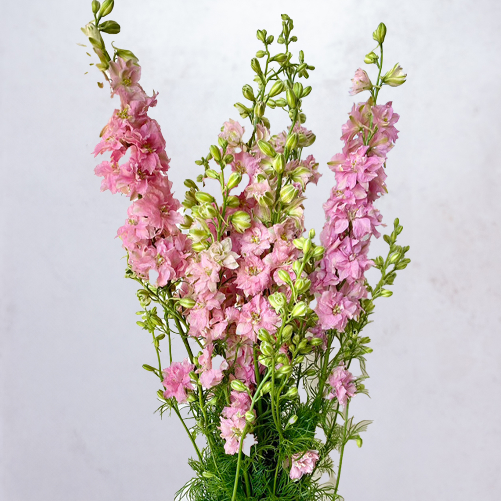 Pink Larkspur Quis