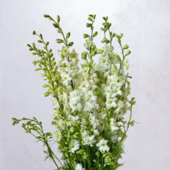 White Larkspur Quis