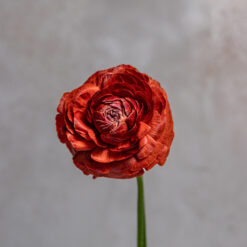 Chocolate Ranunculus Amandine