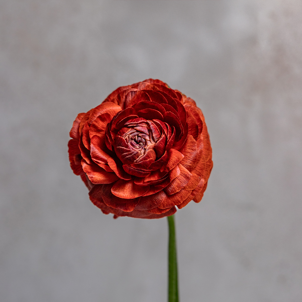 Chocolate Ranunculus Amandine