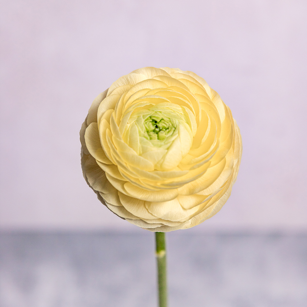 Cream Ranunculus Amandine