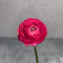 Hot Pink Ranunculus Amandine