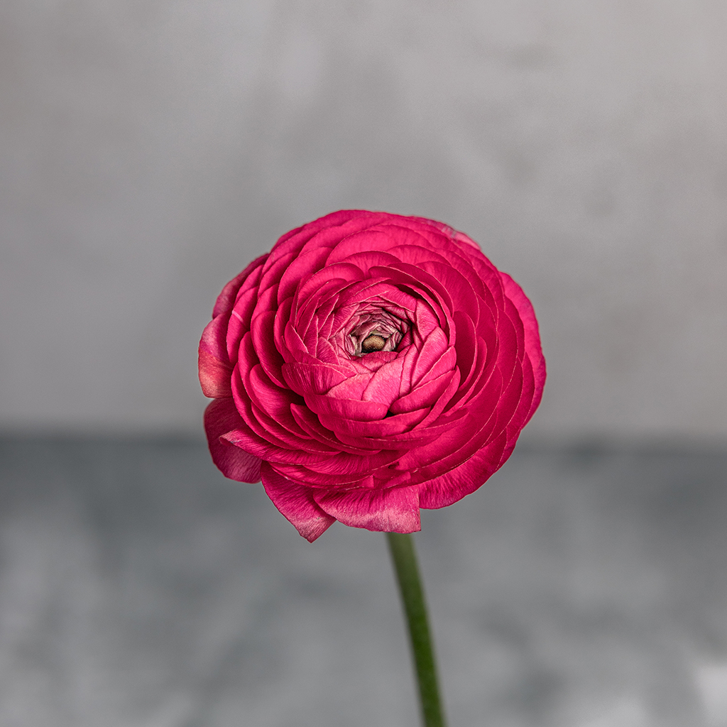 Hot Pink Ranunculus Amandine