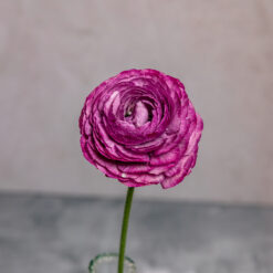 Lilie Ranunculus Amandine