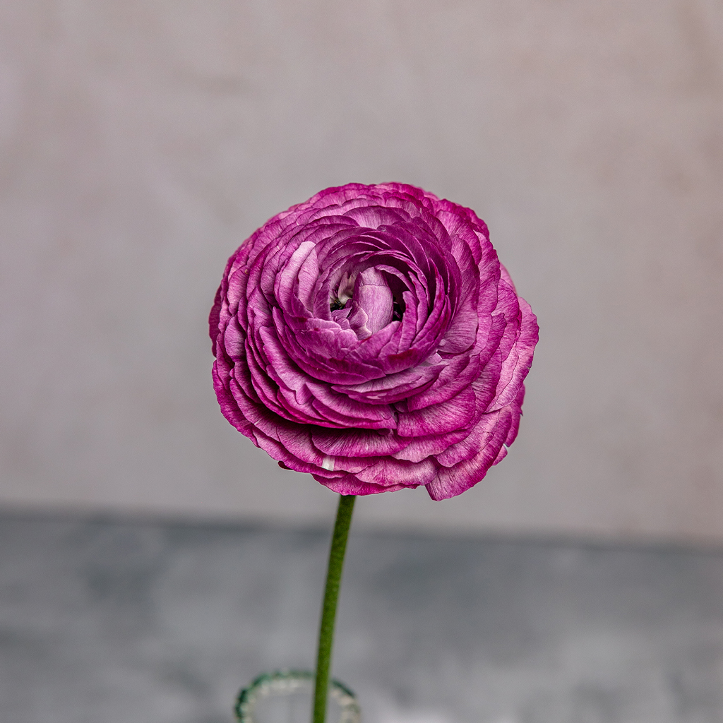 Lilie Ranunculus Amandine
