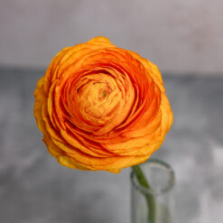 Orange Ranunculus Amandine