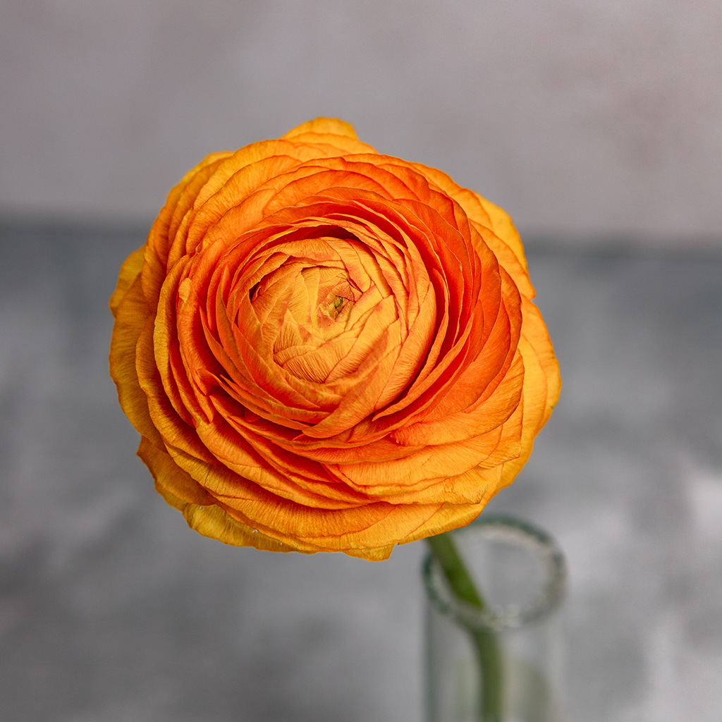Orange Ranunculus Amandine