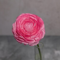 Pink Ranunculus Amandine