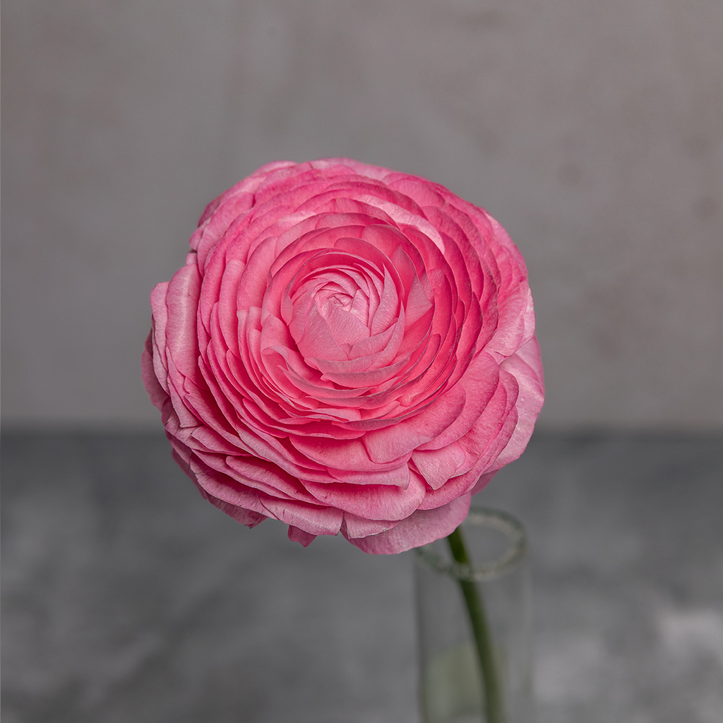 Pink Ranunculus Amandine