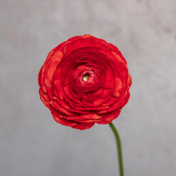 Red Ranunculus Amandine