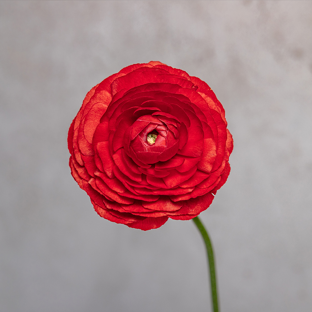 Red Ranunculus Amandine