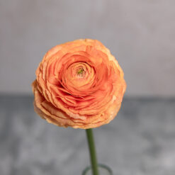 Salmon Ranunculus Amandine