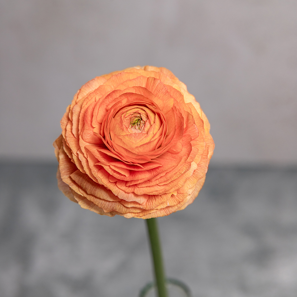 Salmon Ranunculus Amandine